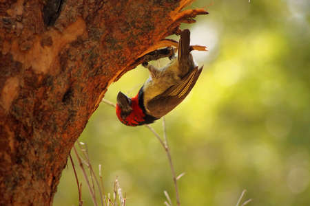 Upside Down Black Collared Barbet Working on Nestの写真素材