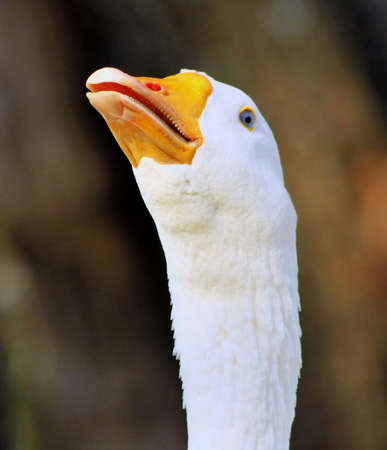 Striking Picture of a Goose Head with Open Beak Hissing Close-upの写真素材