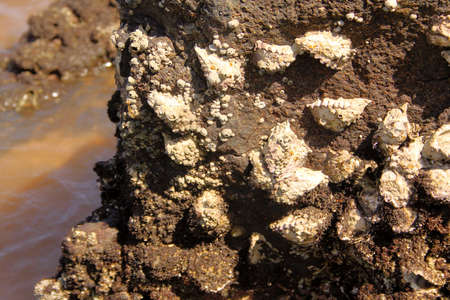 Close-up Picture of Sharp Oysters Shells Attached to Sea Rocks 