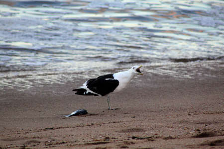 Picture of a Screeching Seagull Guarding Its Foodの写真素材