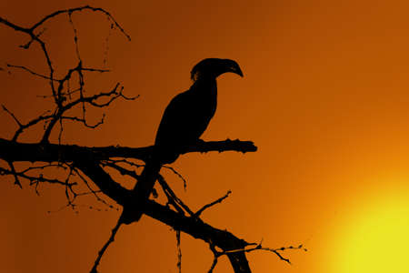 Southern yellow-billed hornbill Silhouetted Against Sunset Sunの写真素材