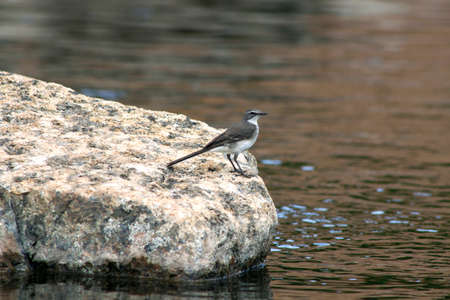 Little Wagtail Bird Standing a on Rock in a Riverの写真素材