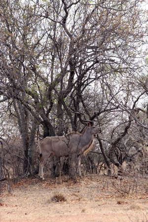 Kudu Bull in Camouflage Cloak Mode Against Tree Branchesの写真素材
