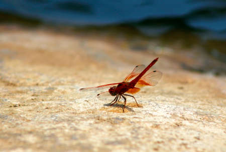 Red dragonfly sitting on a Rock next to a Riverの写真素材