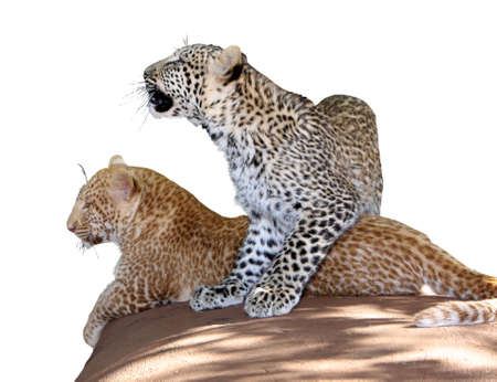 Detailed Portrait Isolated Picture of Unique Young Leopard Siblings の写真素材