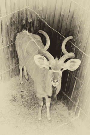 Close-up portrait picture of Kudu Sepia Black and White Colorizationの写真素材