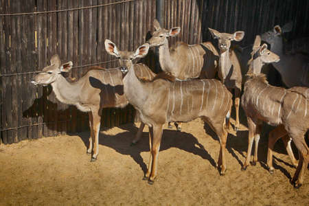 Close-up portrait picture of Herd of Kuduの写真素材
