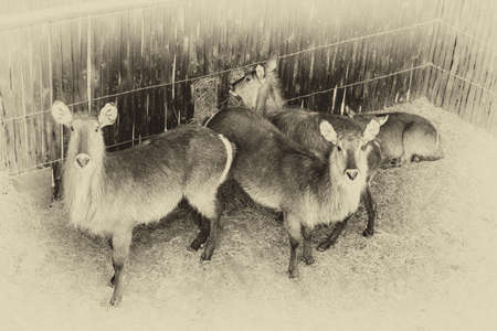 Close-up portrait picture of Waterbuck Sepia Black and White Colorizationの写真素材