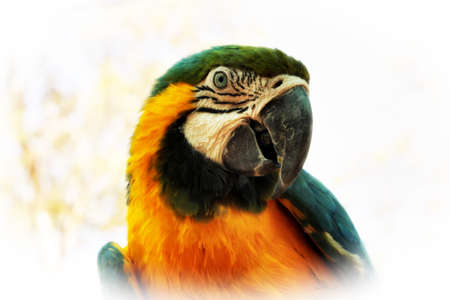 Striking Close-up portrait picture of colourful Macaw head with Special Effectの写真素材