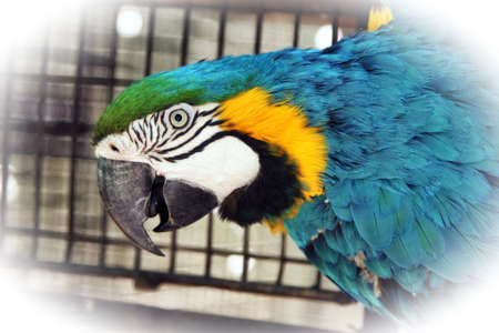 Striking Close-up portrait picture of colourful Macaw head with Special Effect