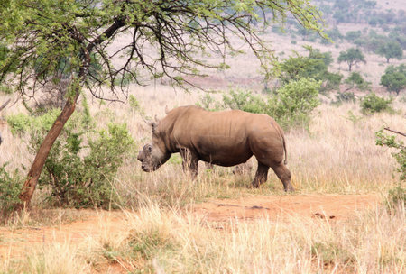 MAGALIESBERG, SOUTH AFRICA - October 14: Dehorning of rhinos in Askari Game Lodge, to protect them against poachers on October 14, 2015 at Magaliesberg, South Africa.  Defaced dehorned mother rhino walking off into bush after process.のeditorial素材
