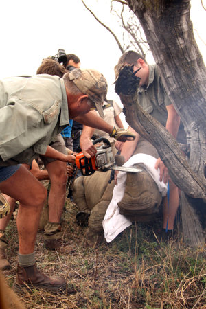 MAGALIESBERG, SOUTH AFRICA - October 14: Dehorning of rhinos in Askari Game Lodge, to protect them against poachers on October 14, 2015 at Magaliesberg, South Africa.  Series 5 of 6: Dehorning of rhino calf after been darted and stabilized.のeditorial素材