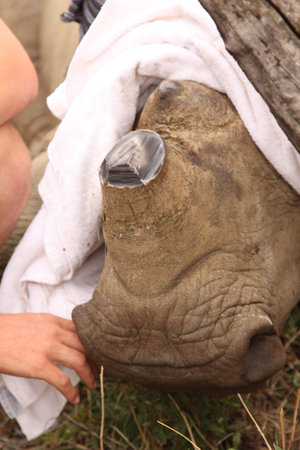 MAGALIESBERG, SOUTH AFRICA - October 14: Dehorning of rhinos in Askari Game Lodge, to protect them against poachers on October 14, 2015 at Magaliesberg, South Africa.  Rhino calfs face and horn remainer after been dehorned.のeditorial素材