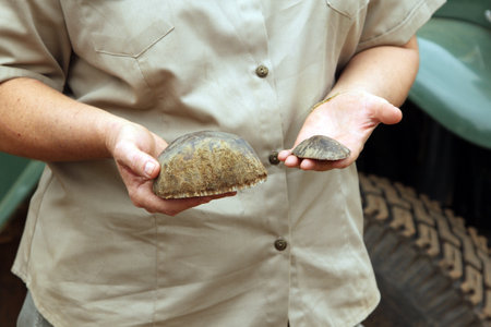 MAGALIESBERG, SOUTH AFRICA - October 14: Dehorning of rhinos in Askari Game Lodge, to protect them against poachers on October 14, 2015 at Magaliesberg, South Africa.  Gauteng Department of Nature Conservation representative showing pieces of trimmed hornのeditorial素材