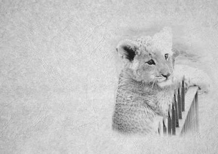 Grayscale Black and White Foldable Card Image of Cute Lion Cub Face on  Leather Type Textured Paper with Heading and Large Text Areaの写真素材