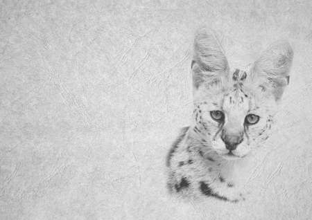 Grayscale Black and White Foldable Card Image of Soft Expression Serval Wild Cat Face on  Leather Type Textured Paper with Heading and Large Text Areaの写真素材