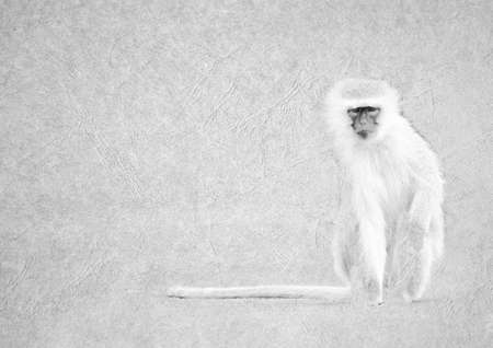 Grayscale Black and White Foldable Card Image of Vervet Monkey with Long Tail on  Leather Type Textured Paper with Heading and Large Text Areaの写真素材