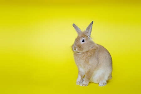 Cute rabbit seen from the side on a yellow background.
