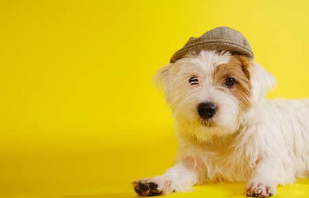 Jack Russell terrier on yellow background in a hat V2の写真素材