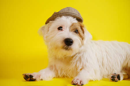 Jack Russell terrier on yellow background in a hat V3の写真素材