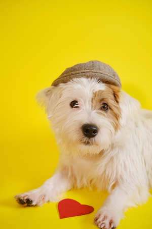 Jack Russell terrier on yellow background in a hat lies near the red heartの写真素材