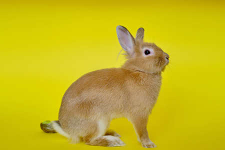 Cute rabbit seen from the side on a yellow background V2の写真素材