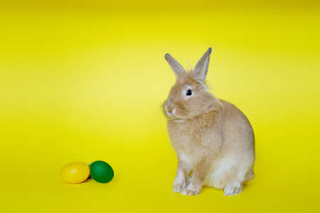 Cute rabbit seen from the side on a yellow background near Easter eggs V5の写真素材