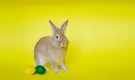 Cute rabbit seen from the side on a yellow background near Easter eggsの写真素材
