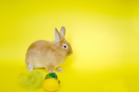 Cute rabbit seen from the side on a yellow background near Easter eggs V2の写真素材