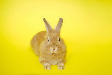 Cute rabbit seen from the side on a yellow background.の写真素材