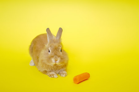 Cute rabbit seen near carrots from the side on a yellow background.の写真素材