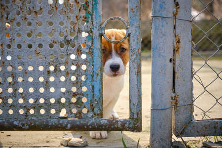 Puppy locked in old cageの写真素材