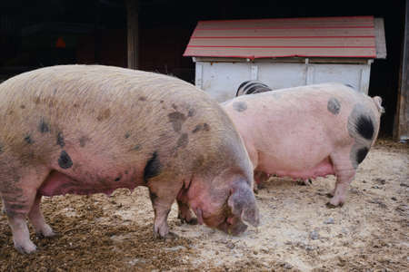 Close up view of Piglet is waiting for food Wide shot Version 2