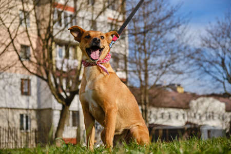 Pet portrait animal friend sled dog redhea looking in camera. Version 3の写真素材