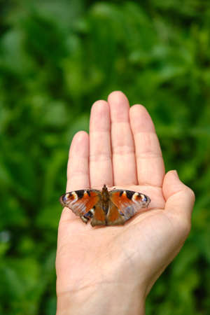 Close up shot of butterfly sitting on the kids hand