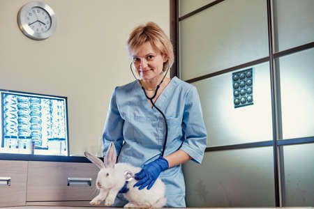 Female doctor with a stethoscope checks the health of the rabbit. Wideの写真素材