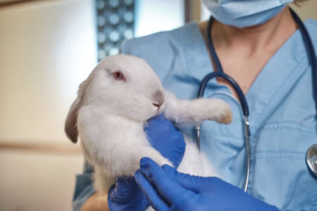 Female doctor holding a white rabbit in her arms,, complete pet physical checkup. Close up shot