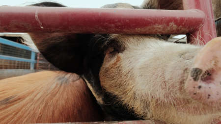 Close up. Pig farm, many pigs near the fence in farm