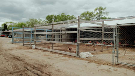 Wide view of Farm with chickens, many chickens near the fence. Move cameraの写真素材