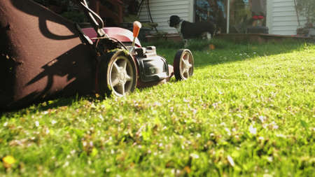 Close up shot of A man mows the grass in the backyard with an electric lawn mower. Slow motion