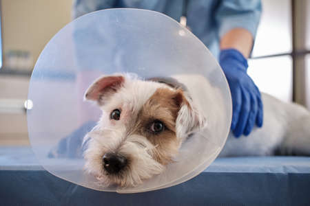 Close up shot of jack russell dog in veterinary collar lies in clinic on table. health careの写真素材