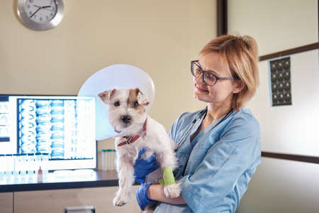 Veterinarian doctor holding Jack Russell dog in veterinary collar in his arms in clinicの写真素材