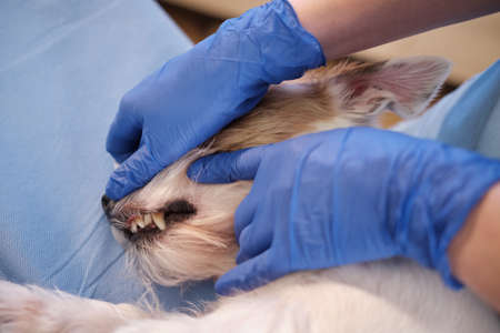 Female veterinarian checking jack russell dog teeth pet examination in clinic, health care. Close up shotの写真素材