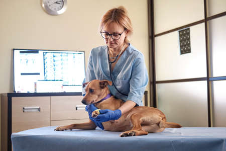 Female veterinarian wraps a bandage around the damaged paw in clinic, health care. Wide shotの写真素材