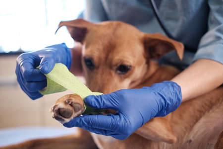 Female veterinarian wraps a bandage around the damaged paw in clinic, health care. Close upの写真素材