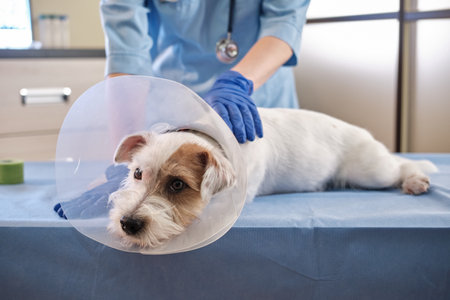 Close up view of jack russell dog in veterinary collar lies in clinic on table. health careの写真素材