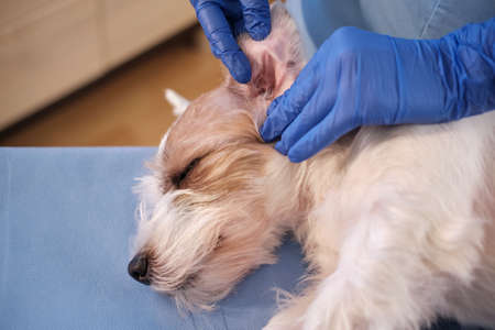 Female veterinarian checking jack russell dog earspet examination in clinic, health care. Close upの写真素材