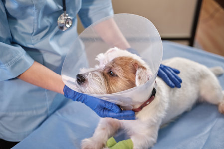 Close up view of jack russell dog in veterinary collar lies in clinic on table. health careの写真素材