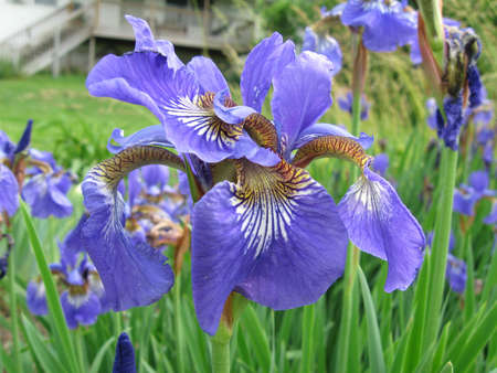 Iris