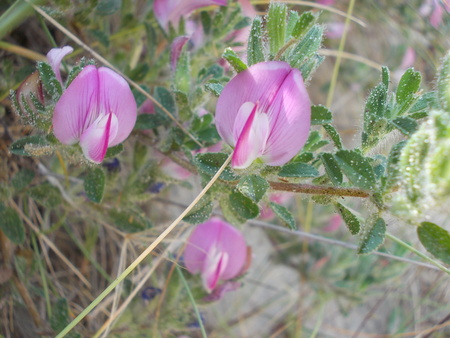 Maritime crawling Bugraneの写真素材